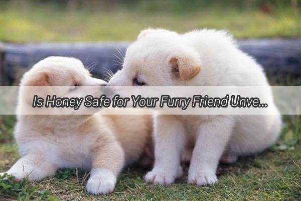 Is Honey Safe for Your Furry Friend Unveiling the Truth About Dogs and Honey